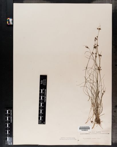 Rhynchospora