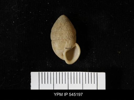 Cerion sp.