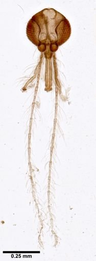 Lutzomyia brisolai
