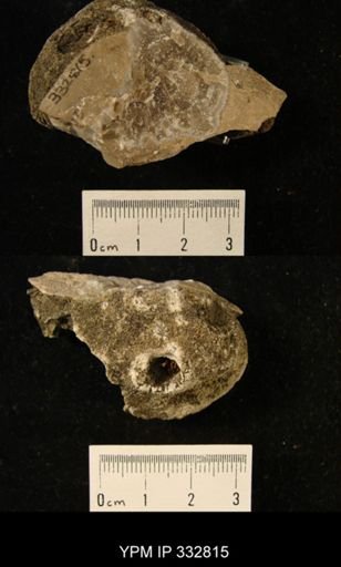 undet. Bryozoa