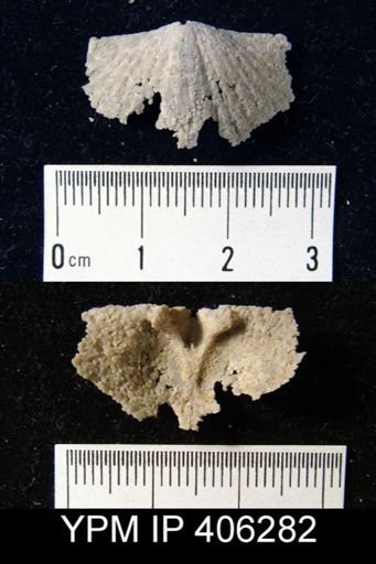undet. Brachiopoda