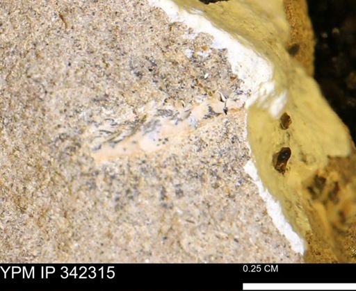 undet. Ammonoidea