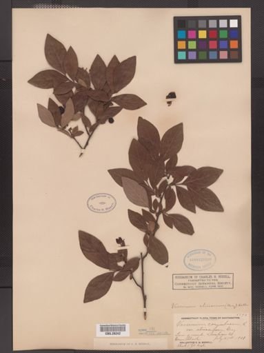 Vaccinium atrococcum