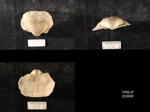Echinoconchus vittata
