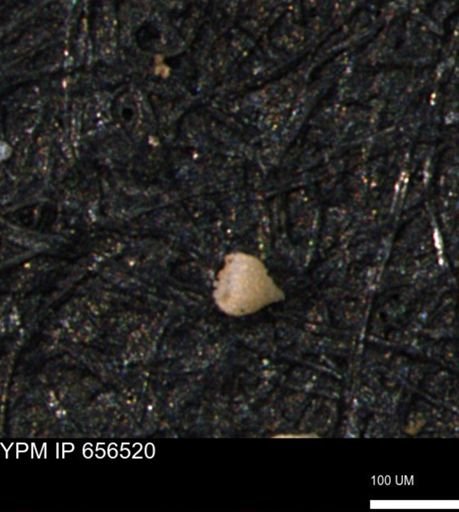Clathrocyclas (Clathrocyclas) irrasa