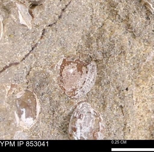 Limopsis striatopunctatus
