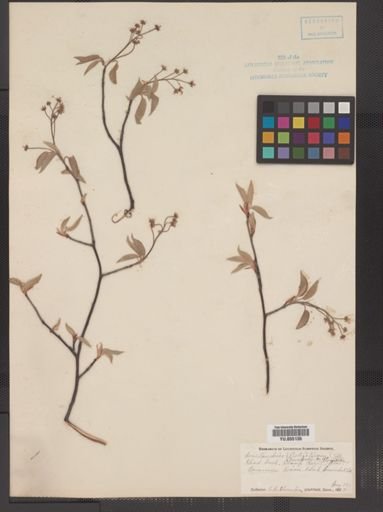 Amelanchier canadensis
