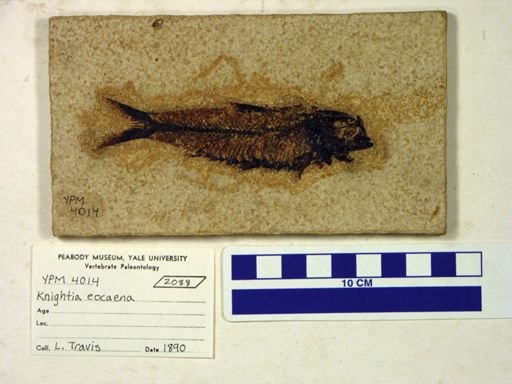 Knightia eocaena