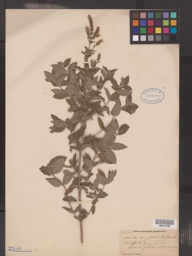 Mentha longifolia