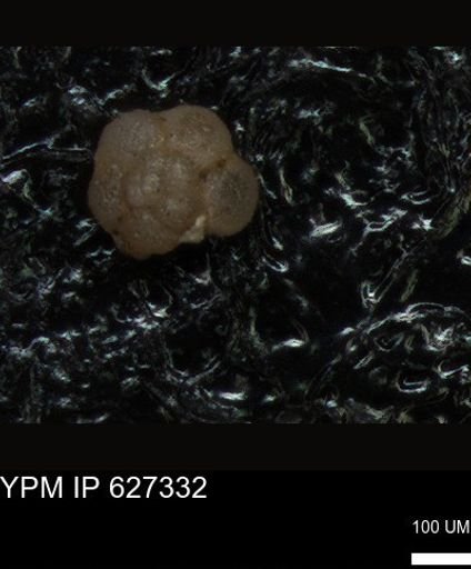 undet. Foraminiferida