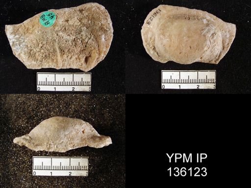 Derbya sp.