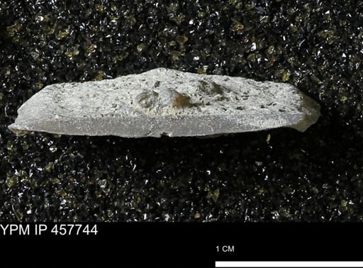 Strophodonta sp.