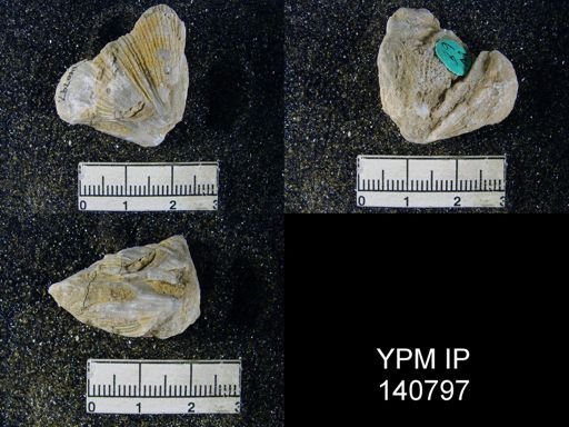 Spirifer (Neospirifer) musakheylensis
