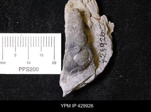 Palaeozygopleura hamiltoniae