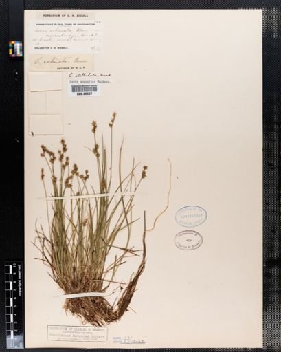 Carex angustior