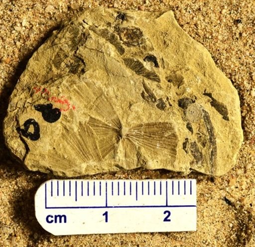 Sphenophyllum sp.