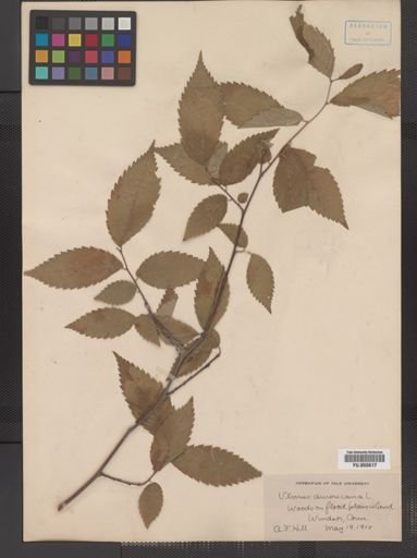 Ulmus americana