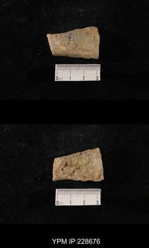 Orthoceras
