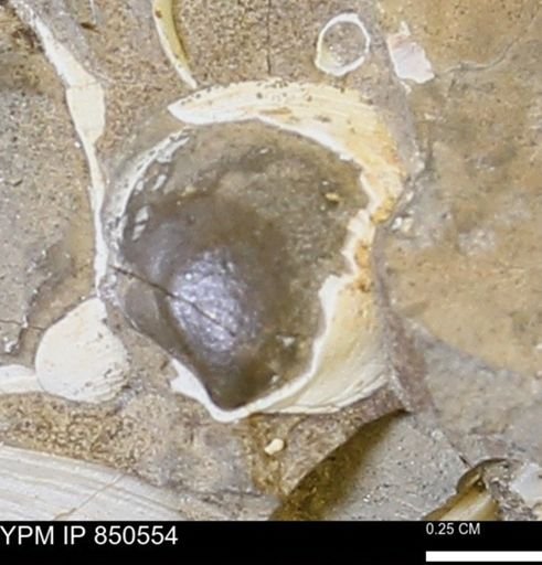 Limopsis striatopunctatus