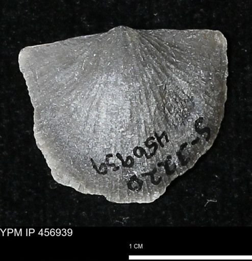 Stropheodonta sp.