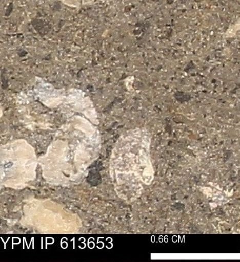 Scaphites sp.