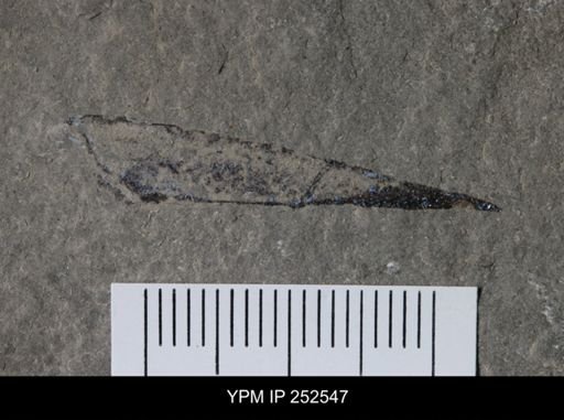 undet. Phyllocarida
