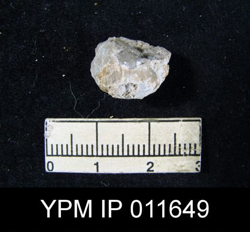 Marginifera cristobalensis