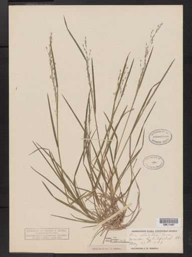 Poa alsodes