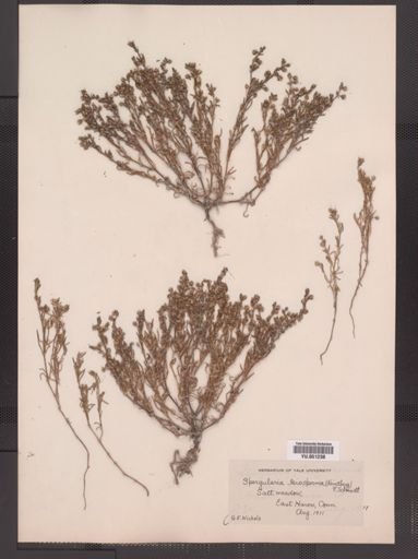 Spergularia marina