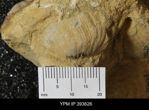 Corbicula?