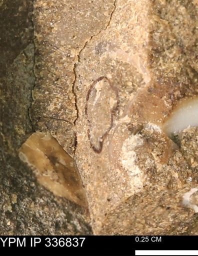 undet. Bivalvia