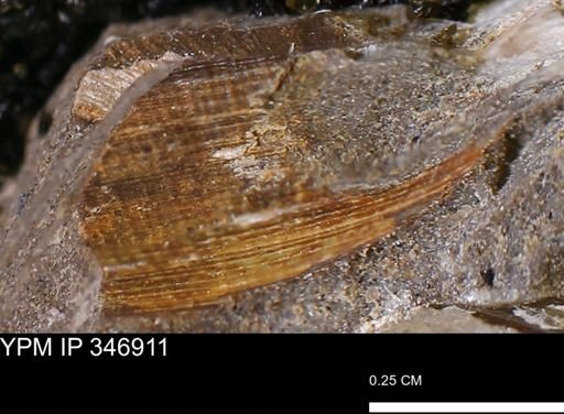 Limopsis striatopunctatus