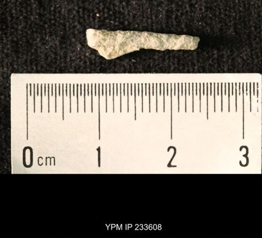 Archaeocidaris sp.