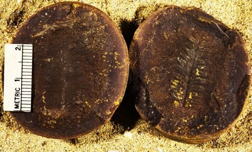 Pecopteris sp.