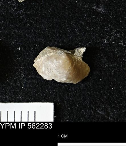 Limopsis striatopunctatus