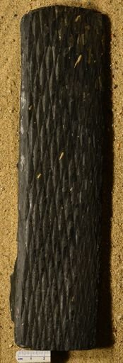 Lepidodendron sp.