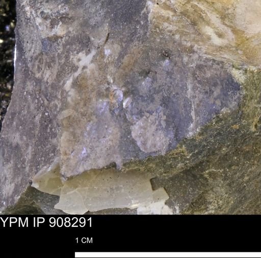 undet. Bivalvia