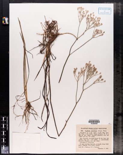 Lophiola americana