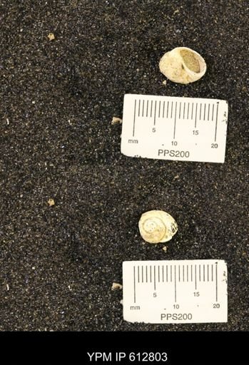 Vanikoropsis sp.