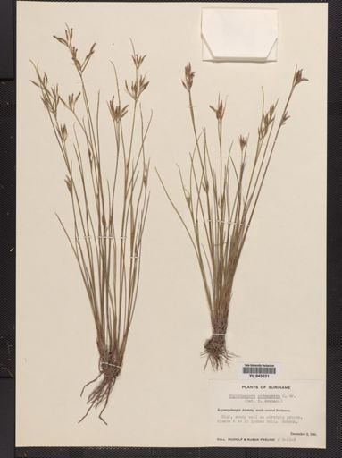 Rhynchospora