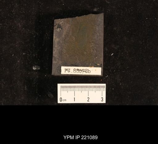 Mylacris