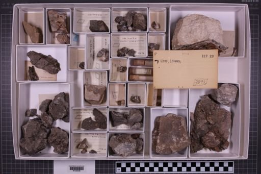 mixed taxa, stratigraphic collection