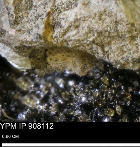 undet. Mollusca