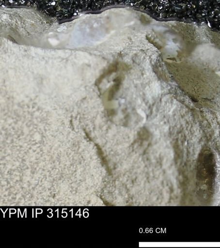 undet. Scaphitidae