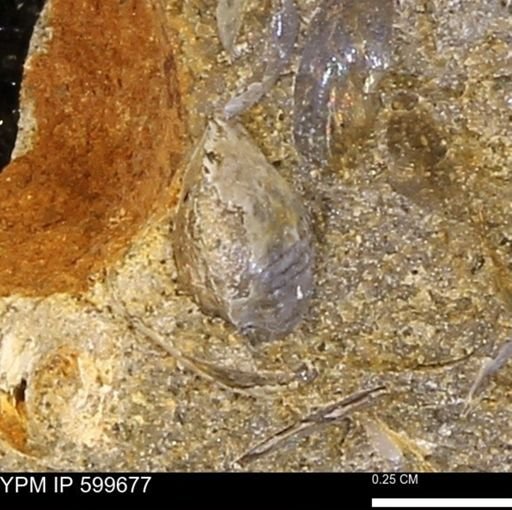 Protocardia subquadrata