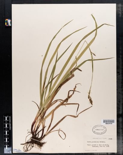 Carex gracillima