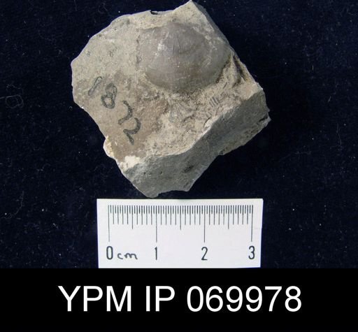 Megamyonia nitens