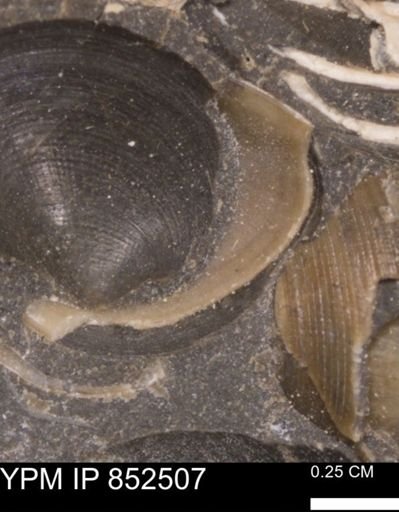 Limopsis striatopunctatus