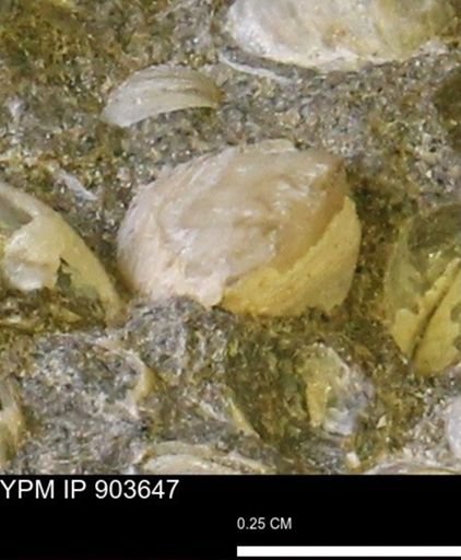 Corbulamella sp.