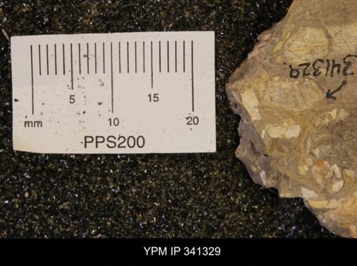 Scaphites sp.